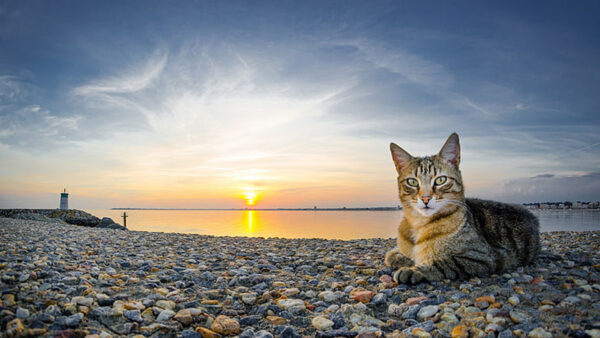 Wallpaper Look, Beach, With, Eyes, Yellow, Stone, Black, Stare, Pebbles, Brown, Sunset, Background, Cat, During, Sitting