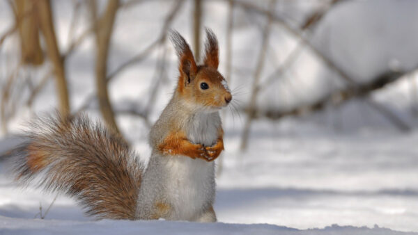 Wallpaper Squirrel, White, Snow, Field, Brown, Standing