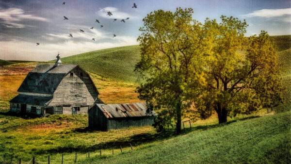 Wallpaper House, Trees, Nature, Slope, Birds, Grass, Wood, Green, Field