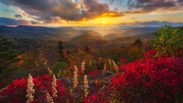 Wallpaper Flowers, Plants, Leaves, Background, Red, Sunrise, Mountain, View, White, Closeup, During