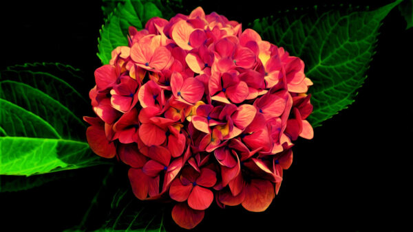 Wallpaper Background, Red, With, Leaves, Flower, Hydrangea, Black, Spring, Green, Flowers