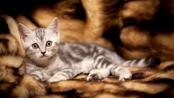 Wallpaper Eyes, Fur, Cloth, Cat, Cute, Yellow, Black, White