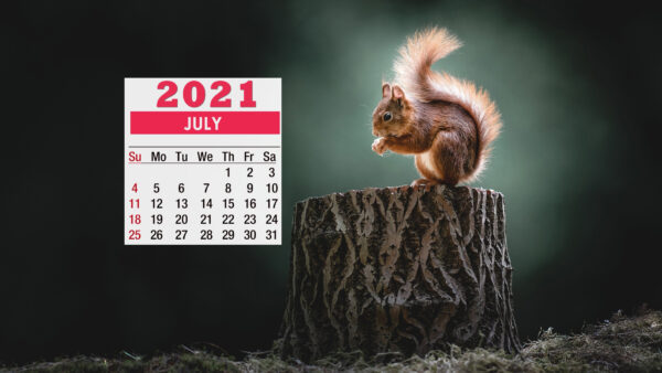 Wallpaper 2021, Calendar, Trunk, July, Tree, Squirrel
