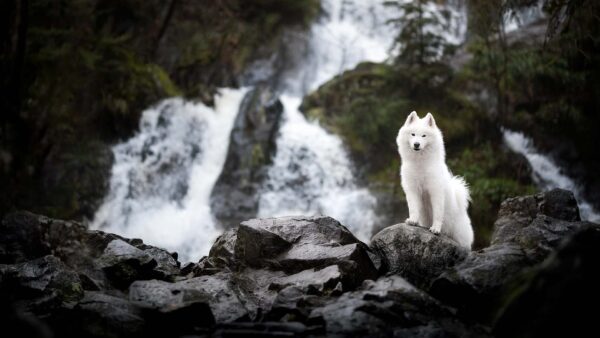 Wallpaper White, Samoyed, Dog, Blur, Standing, Waterfall, Background, Stone