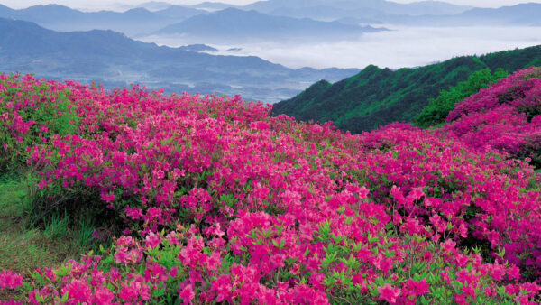 Wallpaper Pink, Greenery, Mountain, Bougainvillea, Field, Flowers