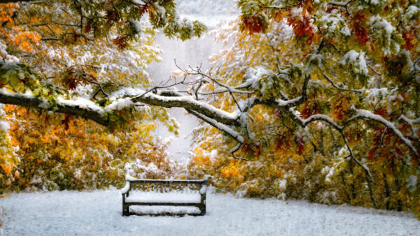 Wallpaper Snow, Branches, Autumn, Covered, Wood, Bench, Colorful, Winter, Trees