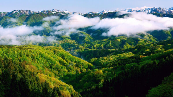 Wallpaper Green, Sky, Trees, And, View, Snow, Aerial, Bushes, With, Mountains, Covered, Background, Nature, Fog, Blue