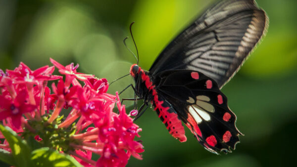 Wallpaper Red, White, Bokeh, Blur, Background, Design, Black, Flowers, Green, Butterfly