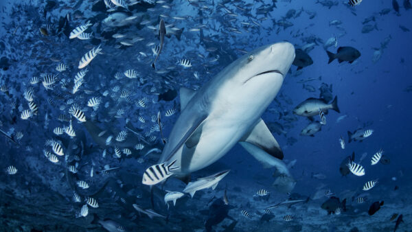 Wallpaper Small, Underwater, Shoaling, Big, Shark, Fishes, White
