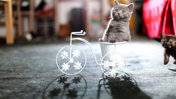 Wallpaper Toy, Bicycle, Inside, Cat, White, Funny, Ash