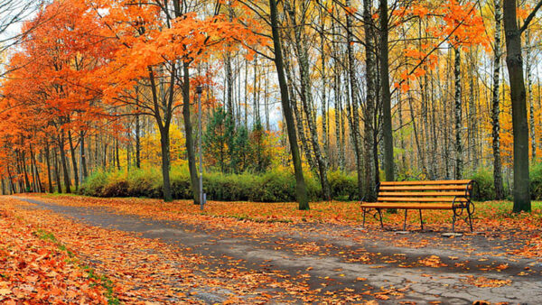 Wallpaper Road, Autumn, Trees, Wood, Leaves, Beautiful, Bench, Colorful, Park