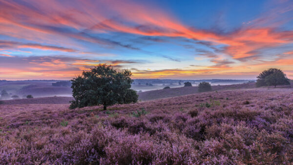 Wallpaper With, During, Field, Mountain, Sky, Sunset, Blue, Purple, Fog, Bushes, Slope, Beautiful, Trees, Nature, Flowers, Under