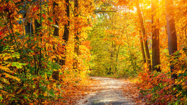 Wallpaper During, Daytime, Green, Autumn, Yellow, Leaves, Sunrays, Trees, Between, Path, With, Fall, Orage