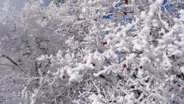 Wallpaper Branches, Background, Blue, With, Winter, Sky, Tree, Snow