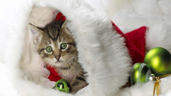 Wallpaper Inside, Eyes, Cat, Black, Santa, Claus, Funny, Green, Cap, Brown