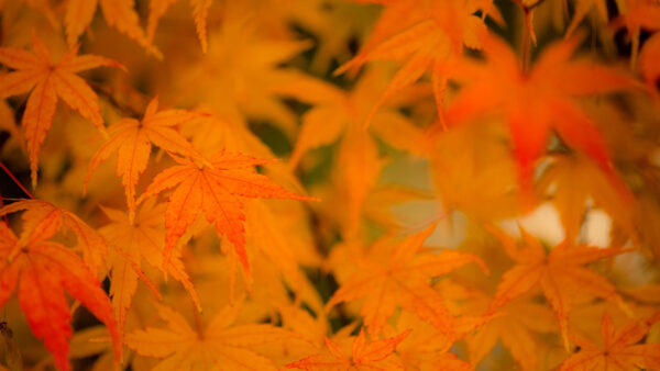 Wallpaper Yellow, Background, Blur, Leaves, Desktop, Maple, Tree, Photography, Branches, Mobile