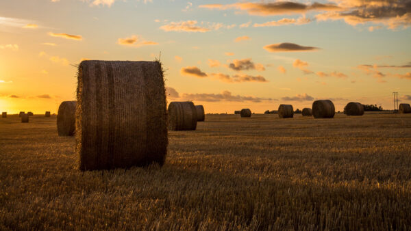 Wallpaper Under, Field, During, Nature, Desktop, Hay, Horizon, Blue, Sunset, Mobile, Sky