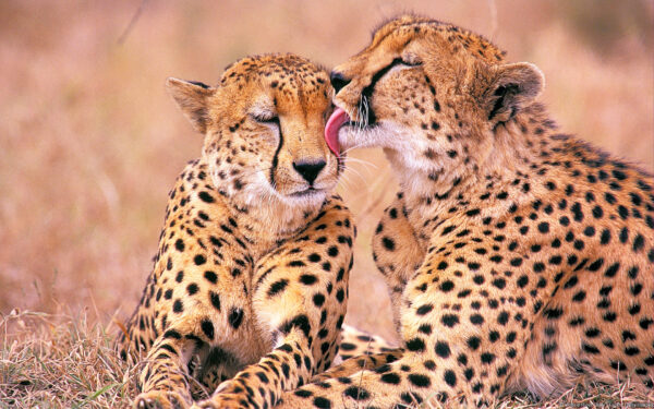 Wallpaper Cheetahs, African, South