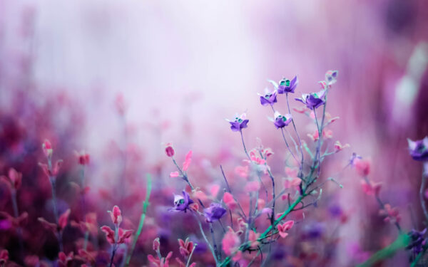 Wallpaper Flowers, Pink, Begonia