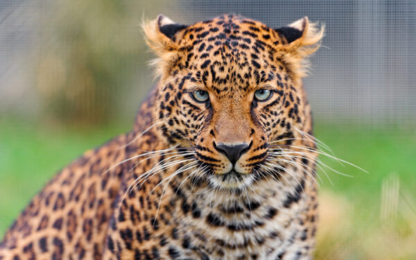 Wallpaper Leopard, Young