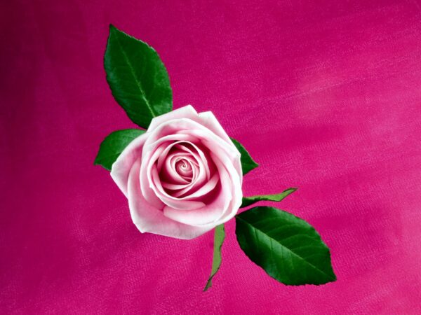 Wallpaper Pink, Rose, Cool