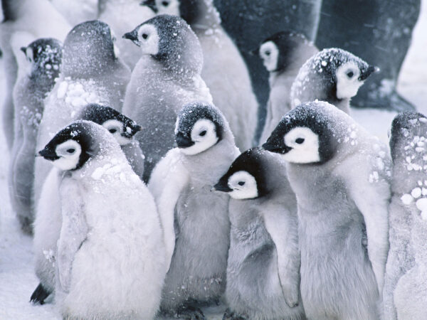 Wallpaper Arctic, Penguins, Cute