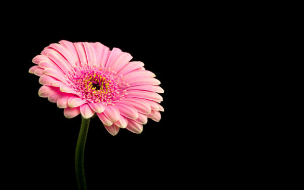 Wallpaper Pink, Flower, Daisy