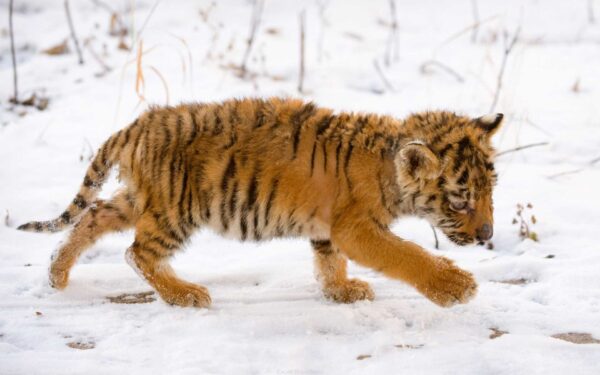 Wallpaper Snow, Tiger