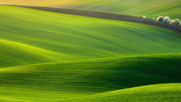 Wallpaper Green, Hills, Trees, Grass, And, Fields, Nature, Landscape, White, Desktop