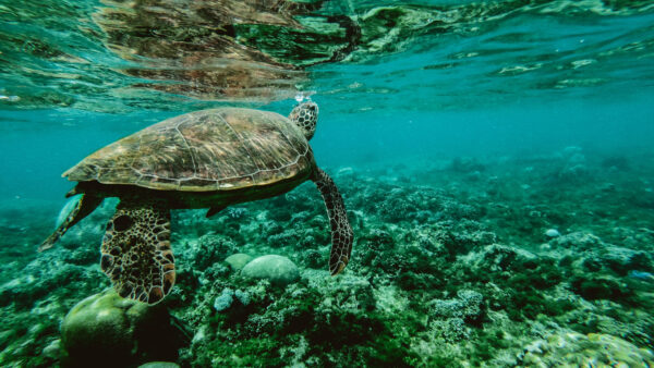 Wallpaper Animals, Turtle, Image, Pc, Desktop, 4k, Cool, Background, Underwater