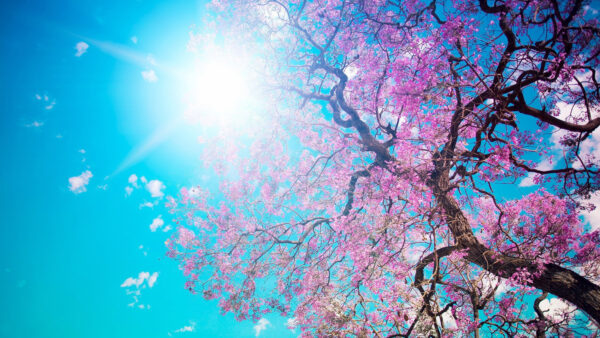 Wallpaper Mobile, Nature, Sky, Blossom, Sunbeam, Desktop, Cherry, Blue, Tree