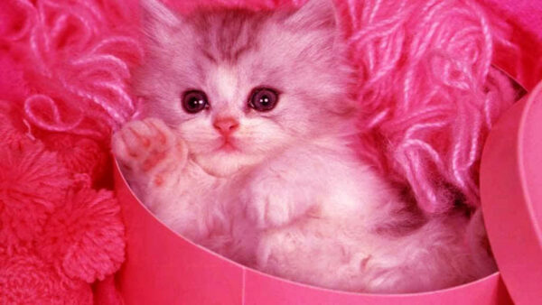 Wallpaper CHD, Inside, Pink, White, Cute, Cardboard, Cat, Kitten