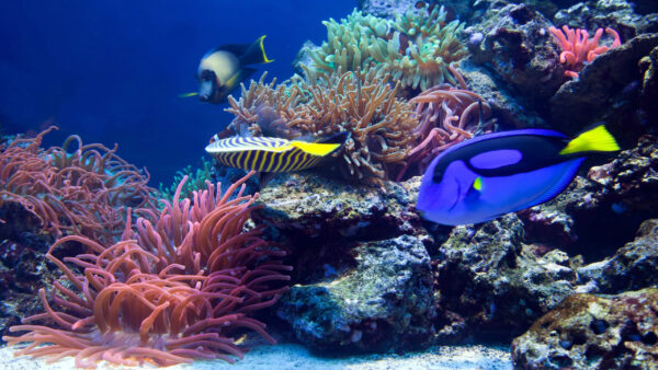Wallpaper Coral, Desktop, Near, Shoal, Reefs, Blue, Animals, Fish, Yellow