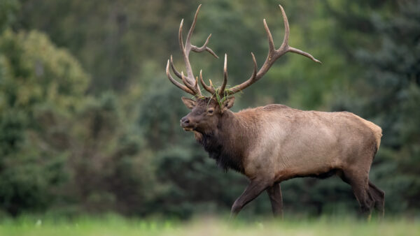 Wallpaper Animals, Field, Gray, Desktop, Cloudy, Under, Sky, Deer, Green, Grass