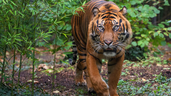 Wallpaper With, Tiger, Animals, Gray, Mobile, Eyes, Desktop