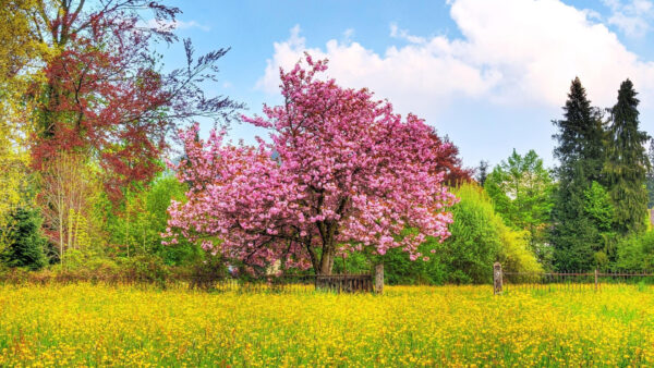 Wallpaper Branches, Yellow, Pink, Tree, Desktop, Spring, Flowers, Field, Mobile, Plants, Blossom