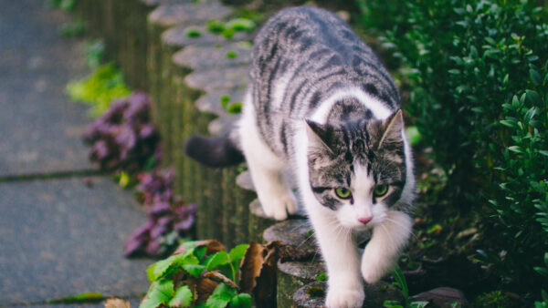 Wallpaper Stone, Desktop, Cat, Green, Plants, Animals, Mobile, Black, Near, Walking, White, Cute, Pavement, And