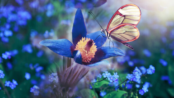 Wallpaper Filament, Light, Flower, Desktop, Yellow, Blue, Anemone, Butterfly, Red