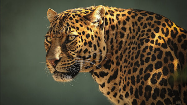 Wallpaper Blur, Background, Desktop, Leopard, Closeup, Animals, View
