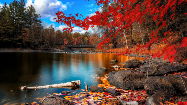 Wallpaper Trees, Fall, Nature, Between, Bridge, During, Lake, Desktop, Rock