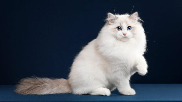 Wallpaper Sitting, Desktop, Blue, Animals, Table, White, Leg, Cat, One, With