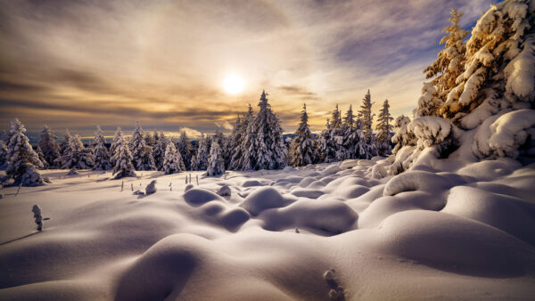 Wallpaper Desktop, Snow, Covered, Trees, During, Winter, Field, Sunrise