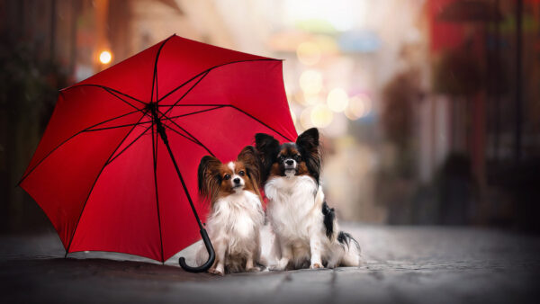 Wallpaper Puppy, White, Dogs, Are, Brown, Two, Umbrella, Sitting, Under, Bokeh, Red, Desktop, Background, Papillon, Black