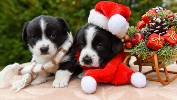 Wallpaper Animals, Santa, Gifts, Near, Ornaments, Hat, Christmas, Puppy, Desktop, With, Pet