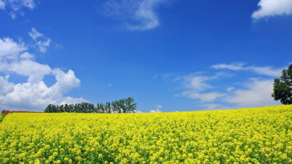 Wallpaper Under, Field, Blue, Flowers, Yellow, Desktop, Japanese, Sky
