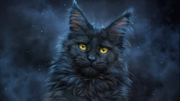 Wallpaper Animals, And, Desktop, Yellow, Eyes, Blue, Cute, Ash, Background, Starry, Cat