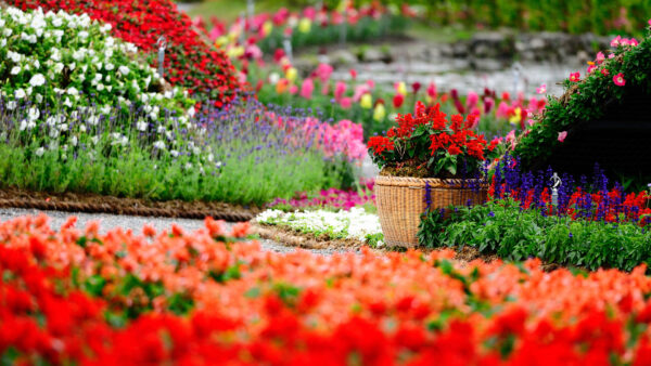 Wallpaper Flowers, Desktop, Colorful, Garden, With