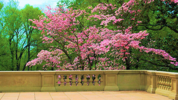 Wallpaper Pink, Courtyard, Tree, Desktop, Flower, Branches, Mobile, Flowers, Blossom