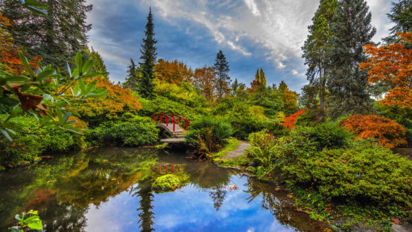 Wallpaper Bush, Nature, Bridge, Garden, Pond