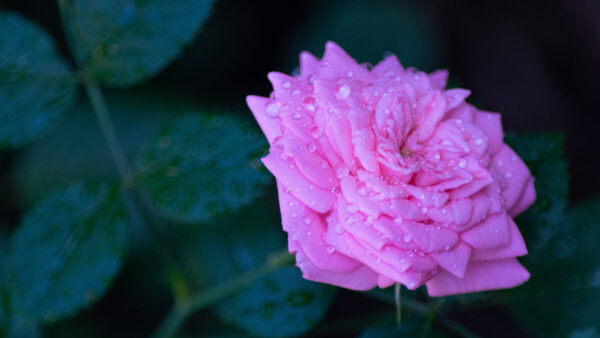 Wallpaper Drops, Pink, Black, Mobile, Background, Flower, Desktop, With, Flowers, Water, Rose, Petals